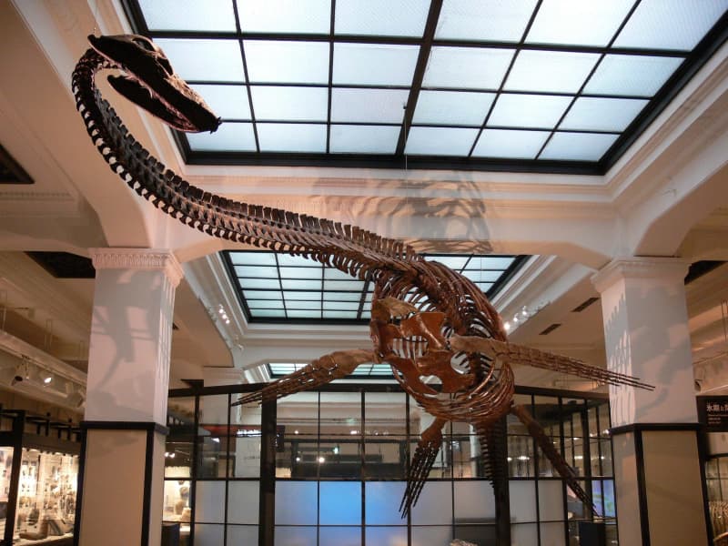 国立科学博物館が困った「後継者がいない」　化石のレプリカ作り続けて５０年、研究者らが惚れ込むレジェンド職人ついに引退