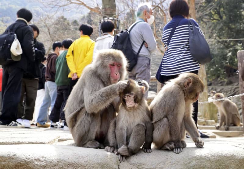 世界の研究者が驚いた観察眼「サルしかいない動物園」の高崎山が７０年続く秘密 名物ボス、観光名所…でも本当に凄いのは職員｜Infoseekニュース