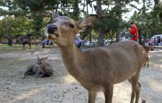 奈良の鹿は「神の使い」…なのに虐待？　保護団体、収容しすぎで過密、栄養不足　背景に深刻な農業被害