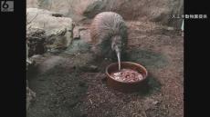 大阪・天王寺動物園のキーウィ「ジュン」死ぬ　国内では天王寺動物園でのみ飼育　メス「プクヌイ」１羽だけに