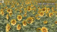 ２４万本の「ヒマワリ畑」見頃　まぶしい夏空の下で咲き誇る　兵庫・佐用町