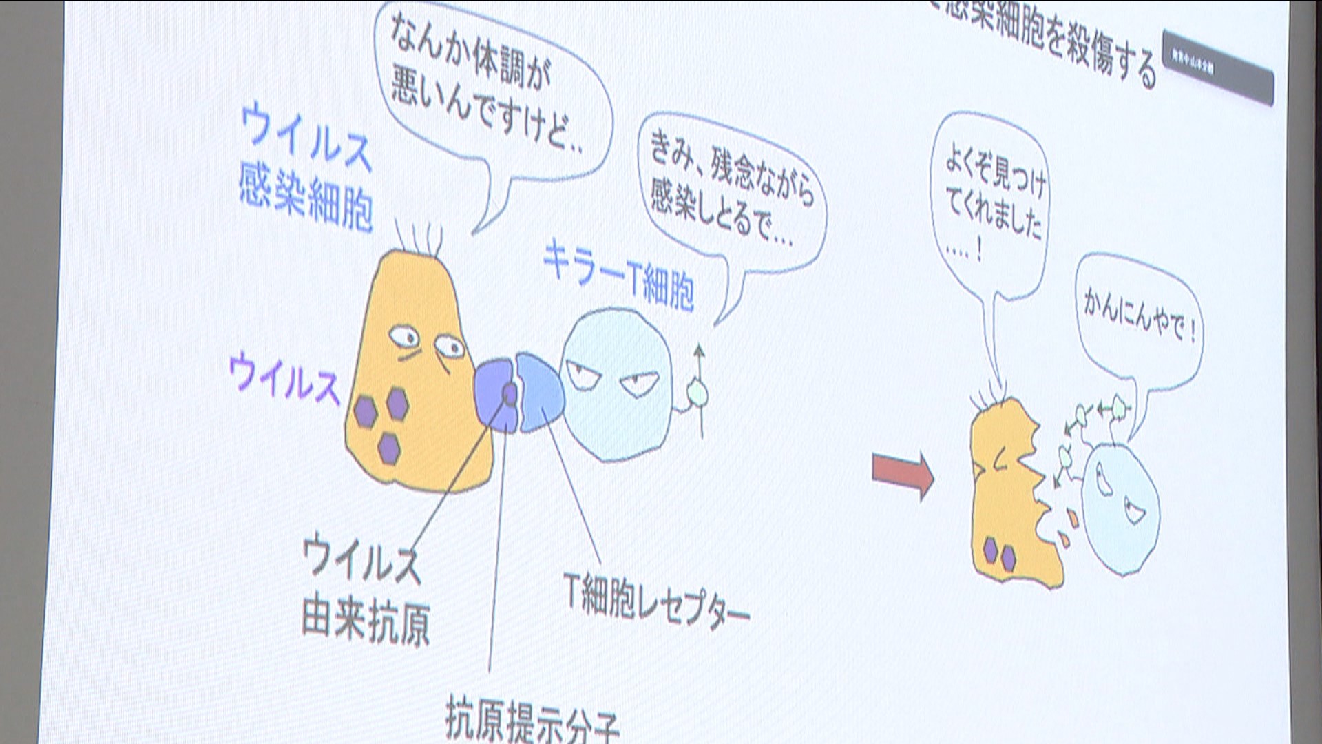 新型コロナ感染の細胞だけを攻撃する「キラーＴ細胞」作製に成功　京大などの研究チーム「人類をウイルス感染による死から救う」　ＥＳ細胞使い拒絶反応抑える