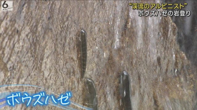 「渓流のアルピニスト」　ボウズハゼの岩登り　和歌山・古座川町