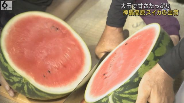 大玉で甘さたっぷり　夏の風物詩「神鍋高原スイカ」の出荷　兵庫・豊岡市