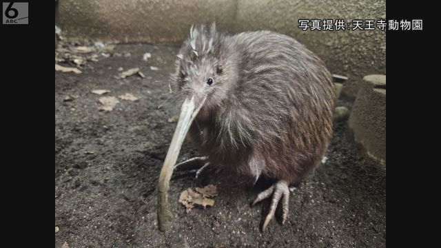 国内最後の一羽　キーウィ「プクヌイ」死ぬ　３３年前にニュージーランドから来園　天王寺動物園