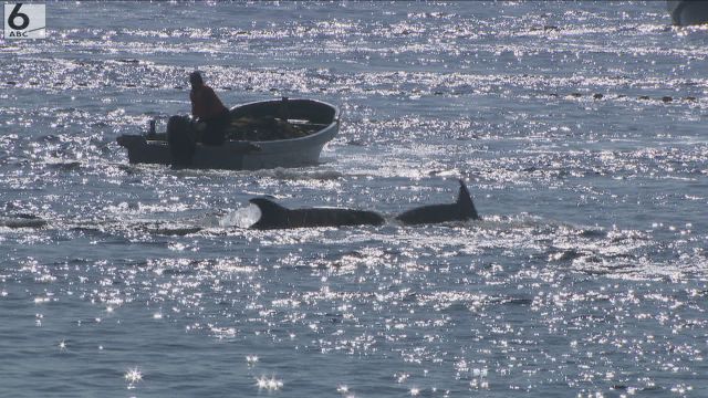 今シーズン初のハナゴンドウ捕獲　小型クジラ・イルカ追い込み漁　反対派の妨害活動は見られず　和歌山・太地町