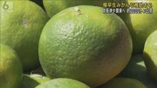 青みがかった「極早生みかん」の収穫始まる　糖度平年並みでほどよい酸味　和歌山・田辺市