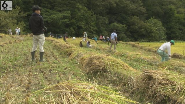 日本の棚田百選「毛原の棚田」　親子連れらが稲刈り体験　京都・福知山市