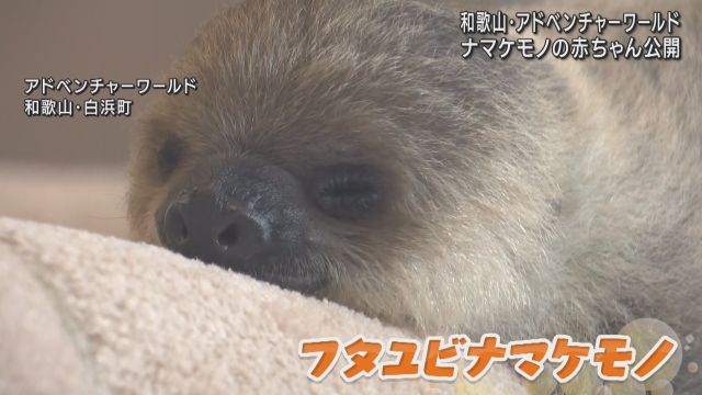 タオルに抱きついて離れない…フタユビナマケモノの赤ちゃん　アドベンチャーワールドであすから一般公開