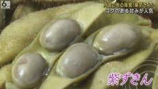 コクのある甘みとモチモチ食感が人気　黒大豆の枝豆「紫ずきん」の出荷　京都・福知山市