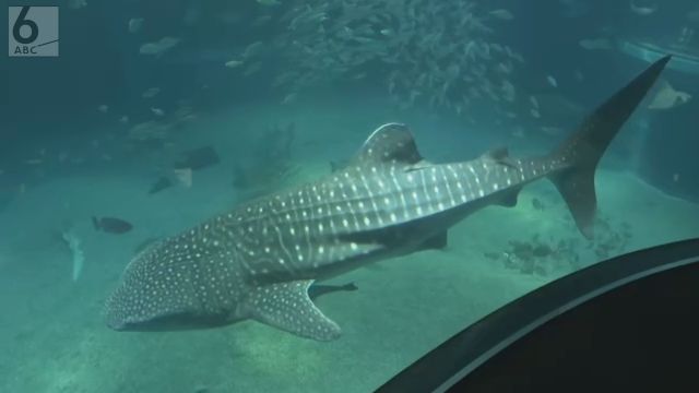 海遊館で新しいジンベエザメ公開始まる　先代から「海くん」の愛称受け継ぐ