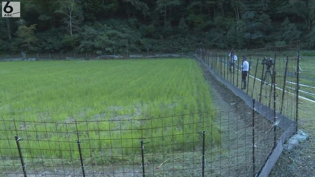 角のある鹿に襲われ農作業中の男性死亡か　棒状のもので突かれた傷が心臓付近まで到達　京都・福知山市