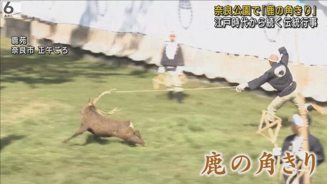 江戸時代から続く伝統行事　「鹿の角きり」始まる　奈良公園