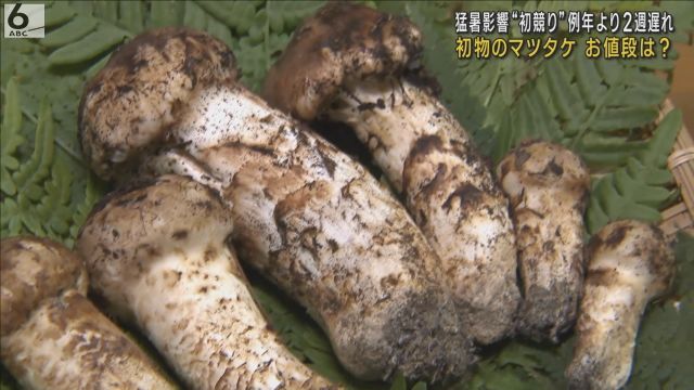 ６本９６万円で落札　マツタケの初競り　猛暑で例年より２週間ほど遅く　兵庫・丹波篠山市