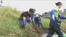 水面を覆うほどの繁殖力…京都・鴨川の生態系を守れ　学生ボランティアらが外来植物の駆除活動