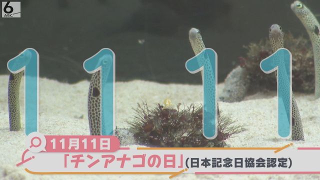 １１月１１日はどっちの日？　ライバルが突如出現「チンアナゴの日ｖｓヘコアユの日」　京都水族館で開催