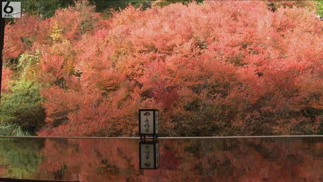 まるで絵画　深紅に染まった「ドウダンツツジ」見頃　樹齢は約１６０年　兵庫・安国寺