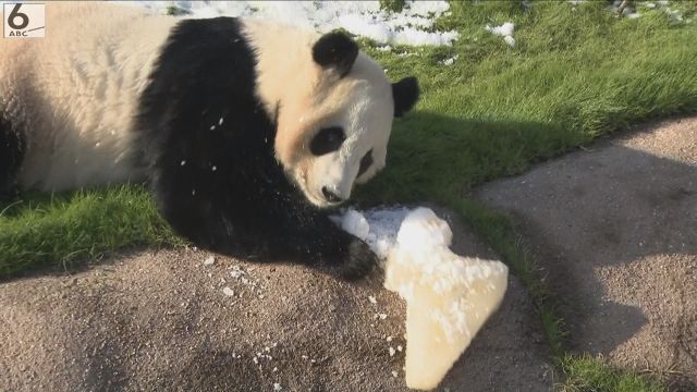 氷に抱きつき大暴れ！堀に落としてガッカリ？　末っ子パンダ「楓浜」４歳の誕生日　和歌山・白浜町