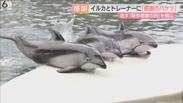 イルカとトレーナーに“感謝のバケツ”　勤労感謝の日を前に園児たちがプレゼント　城崎マリンワールド