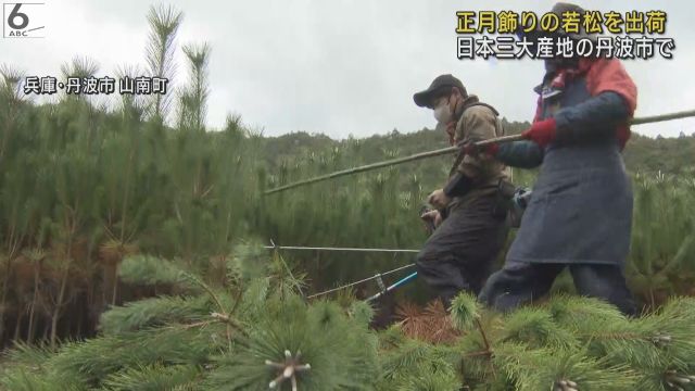 正月飾りの「若松」出荷準備　日本三大産地の兵庫・丹波市　約２００万本を各地の市場へ