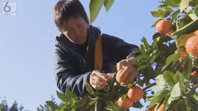 「今までで一番いい出来」　木になったまま熟成させるミカンの収穫始まる　和歌山・上富田町