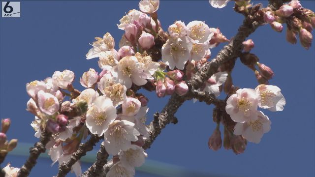 もう桜が5分咲き!?　寒さに負けず…和歌山・JR那智駅で潮風に揺られる