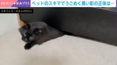 菅田将暉「めっちゃかわいい！」King Gnu・井口から新生活を配慮した