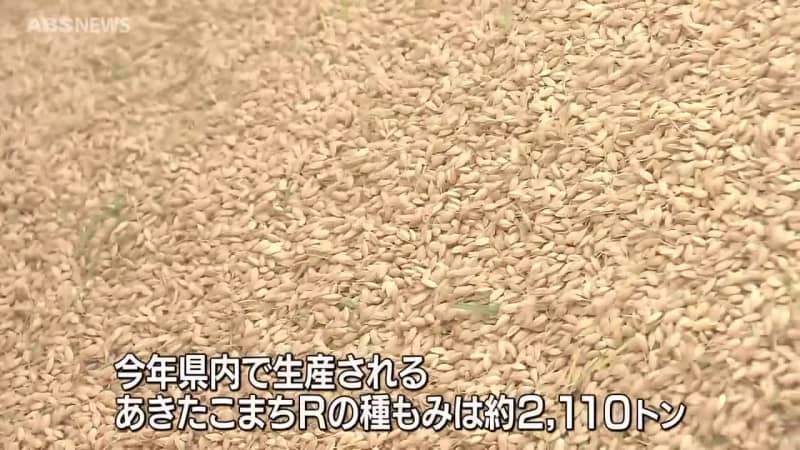 全面切り替えに向けて…「あきたこまちR」種もみの収穫始まる