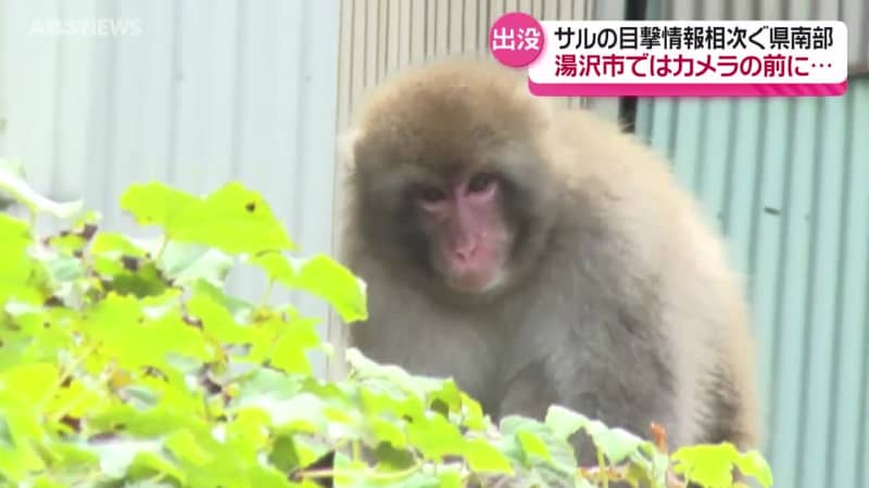 カメラの前にも…湯沢市の住宅街にサル出没　通学時間帯の学校近くにも現れる