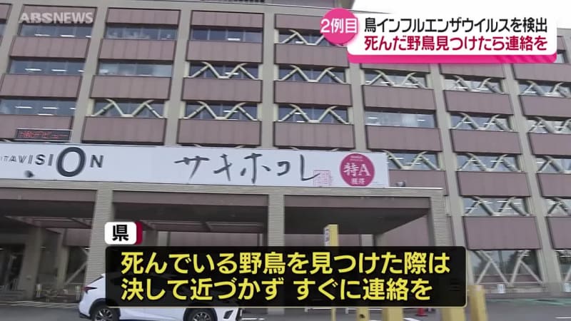 横手市で見つかったオオハクチョウの死がいから今シーズン2例目の鳥インフルエンザウイルス