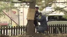 きょう（7日）は立冬 秋田市の天徳寺で恒例の冬支度「こも巻き」作業