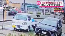 【詳報】秋田市新屋にクマ出没 小屋には登った跡も　目撃者は…