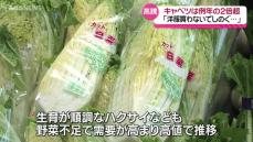 野菜の価格が高騰…今後の見通しは？甘いシャキシャキの冬野菜も収穫スタート