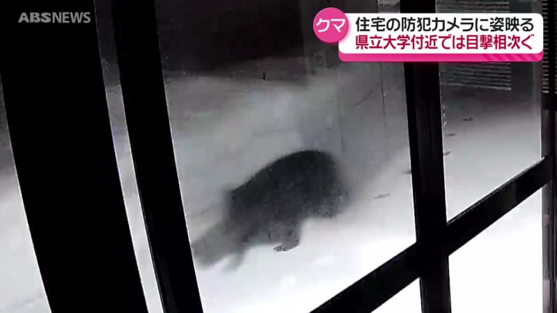 住宅前を横切る姿がはっきりと…秋田県内でクマの出没相次ぐ　大学の敷地内でも目撃　外出の際は注意を