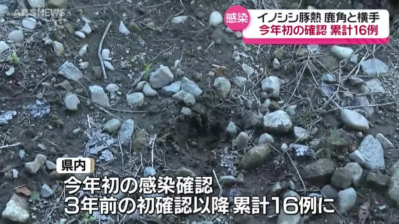 捕獲された野生のイノシシが豚熱に感染　鹿角市と横手市　秋田県内で今年初の確認　累計では16例