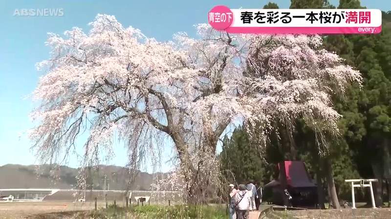 樹齢200年以上とされる「おしら様の枝垂れ桜」が満開を迎える 山あいの