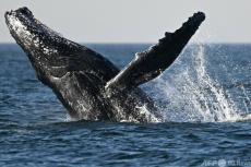 【今日の1枚】ザトウクジラ、豪快にジャンプ ブラジル