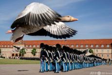 【今日の1枚】ガチョウも飛び入り、デンマークの儀仗隊