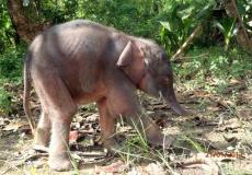 ボルネオゾウ、絶滅危惧種に指定 IUCN