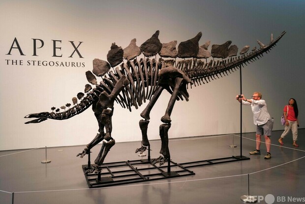 過去最大級のステゴサウルス骨格標本、NYで競売へ