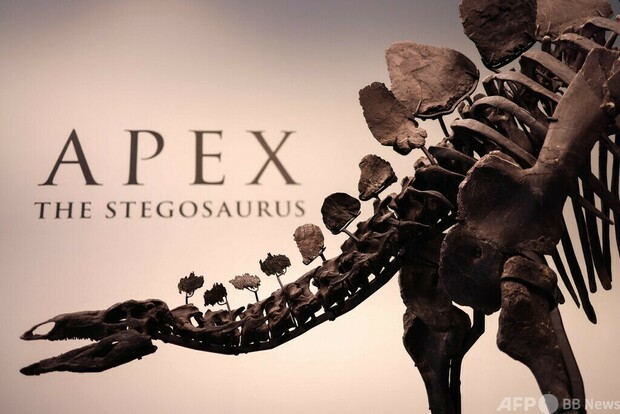 ステゴサウルス骨格標本、過去最高70億円で落札