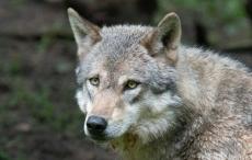 女児がオオカミにかまれる、自然公園の一部閉鎖 オランダ