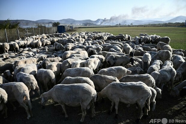 殺処分で羊を「生き埋め」、責任者更迭 ギリシャ