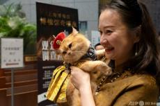 猫と一緒に夜の博物館鑑賞 中国・上海