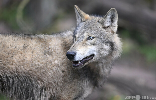 オオカミに注意 「憂慮すべき」接触相次ぐ オランダ