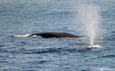 日本、商業捕鯨の対象にナガスクジラ追加 豪が反対「深く失望」