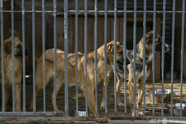 犬数十匹に性的虐待、ワニ専門家の男に禁錮10年超 豪