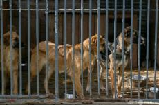 犬数十匹に性的虐待、ワニ専門家の男に禁錮10年超 豪