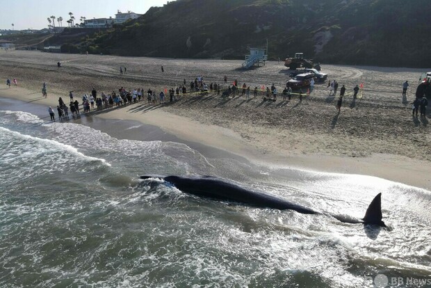 ナガスクジラ、海岸に打ち上げられる 米加州