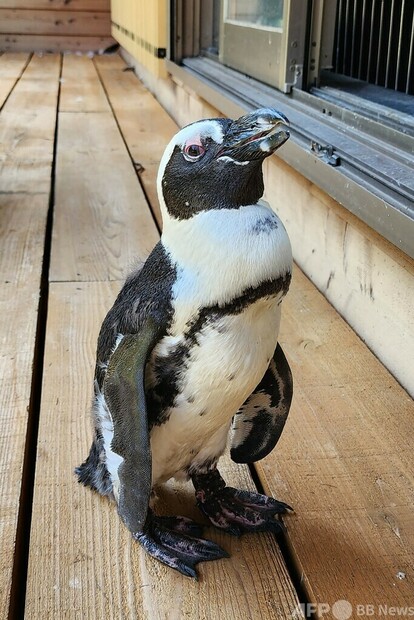 逃走45キロ、2週間ぶりペンギンを捕獲 愛知